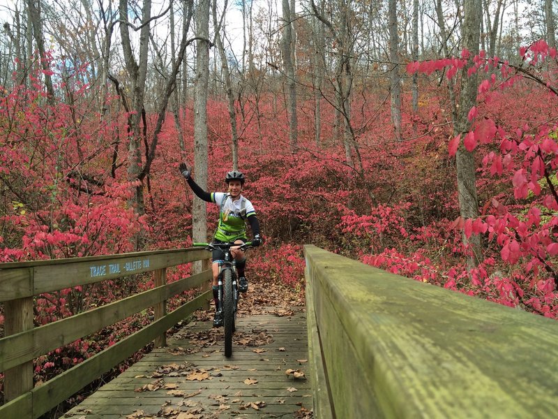 Beautiful invasive plants on Trace Trail.