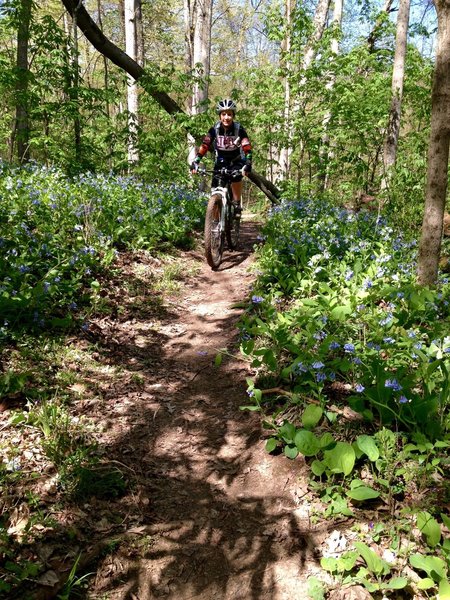 Bluebells blooming on Rockhouse Trail.