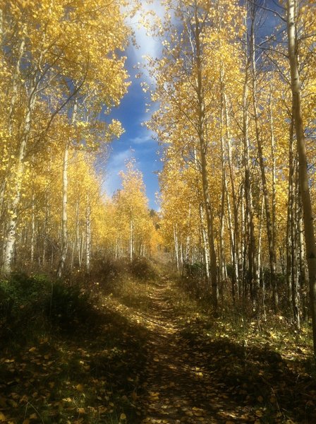 New Fork Canyon is a good fall ride.