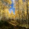 New Fork Canyon is a good fall ride.