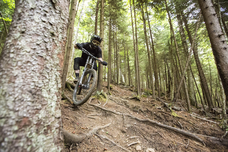 Classic West Virginia roots on N trail.