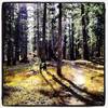 Some fun singletrack in the shaded forests along Mountain View Trail