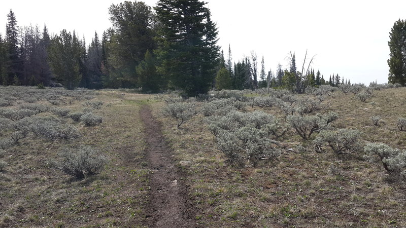 Junction with Elk Chase #2 Trail