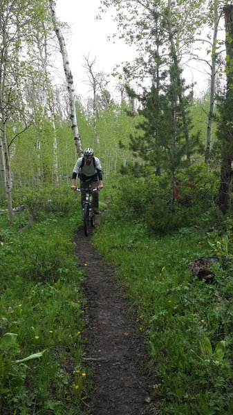 Aspen grove.  Fast through here.  This guy isn't going fast.