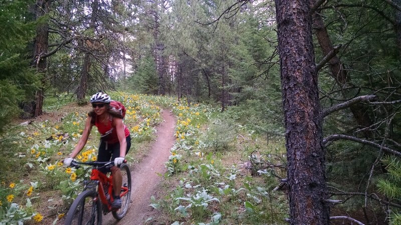 Three Larch Trail when the Balsam Roots are in bloom.