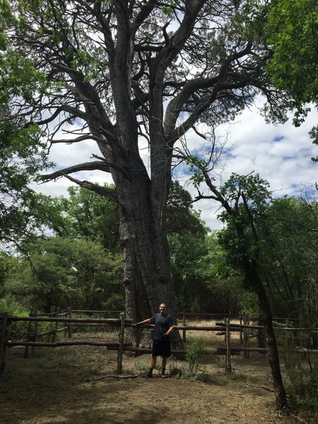 Big Tree, one of the biggest, oldest juniper trees in the United States.