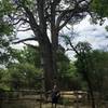 Big Tree, one of the biggest, oldest juniper trees in the United States.