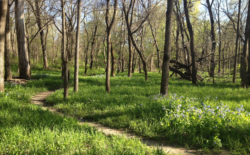 Looking east toward the short run that takes you back up to the Bill Riley Trail and over to Hillside.