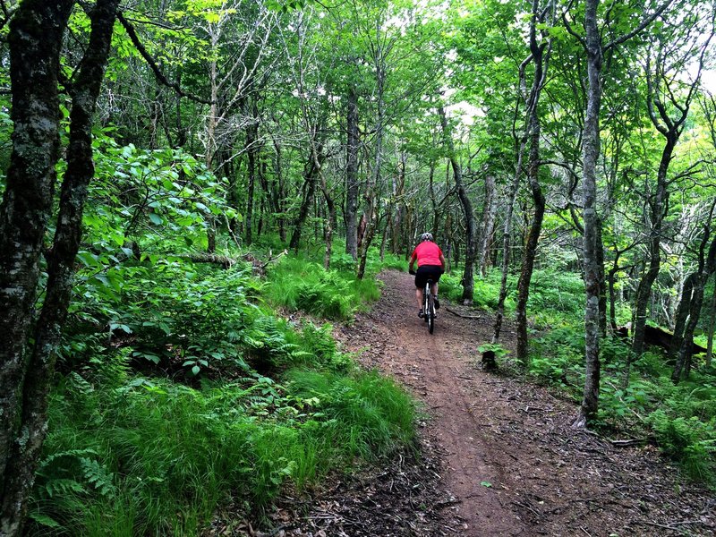 Climbing Northview Trail.