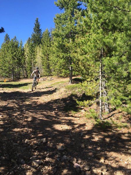 Singletrack turns to old doubletrack at this turn.