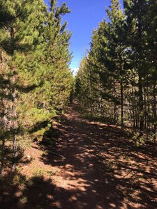 The Carwash-hold onto your handlebars! Pine bows on this unique section of trail will give your arms a nice exfoliation.