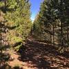 The Carwash-hold onto your handlebars! Pine bows on this unique section of trail will give your arms a nice exfoliation.