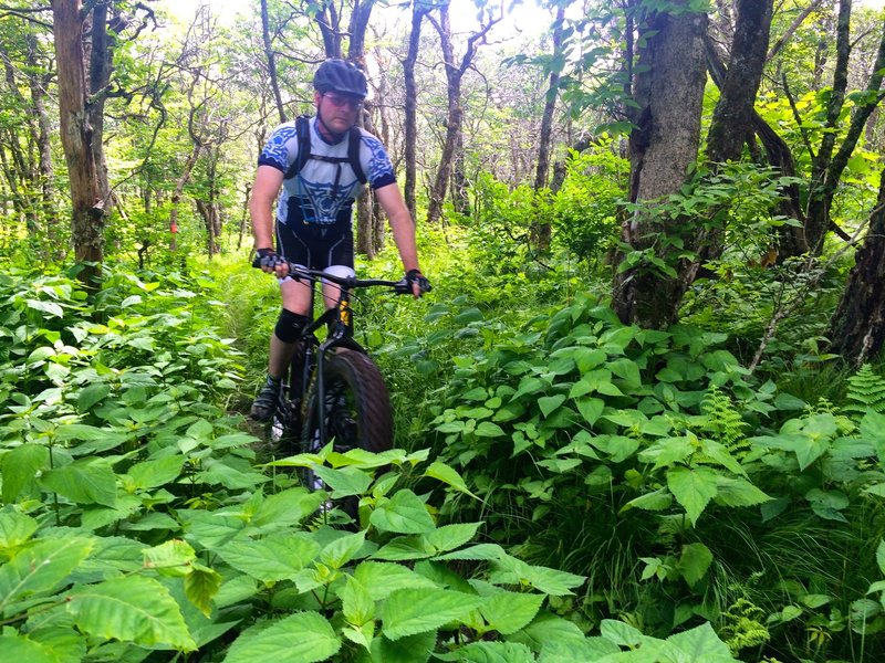 Cruising through the lush undergrowth on Chamberlin's Loop