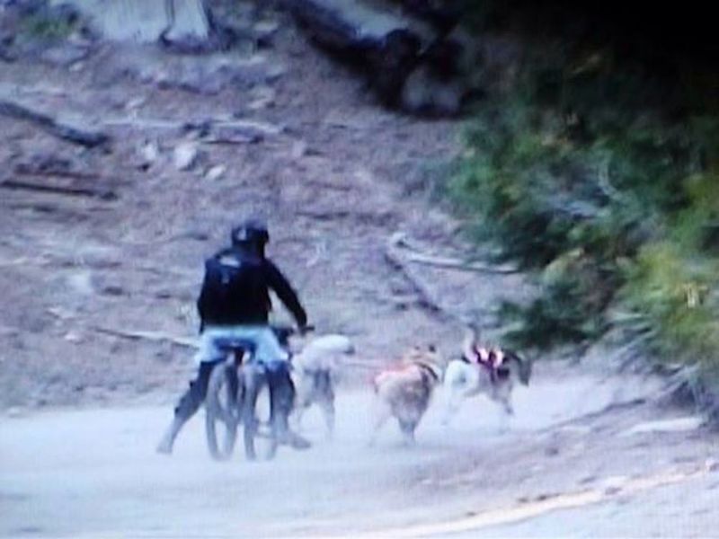 Bikejoring the trail