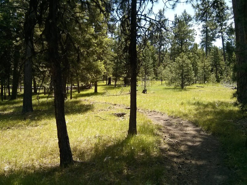 Meadow area near the middle of the descent.