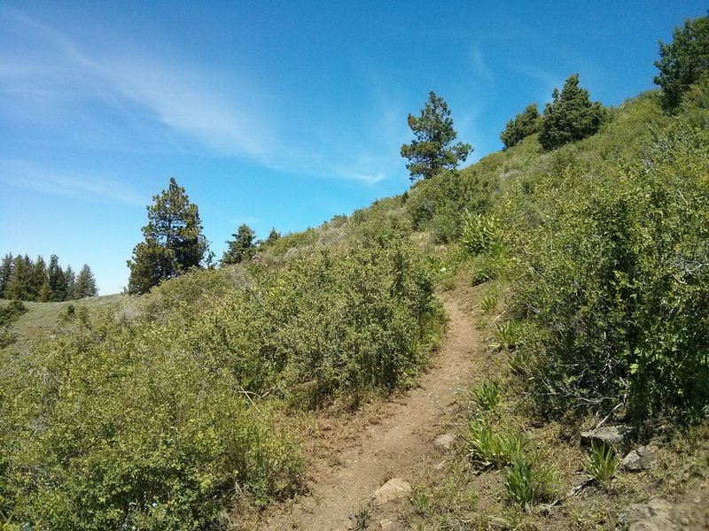 Lower Lookout Mountain trail descent.