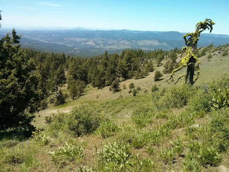 Looking north on the Lower Lookout Mountain trail.