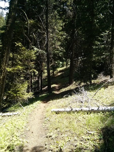 Lower Lookout Mountain trail descent.