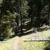 Lower Lookout Mountain trail descent.