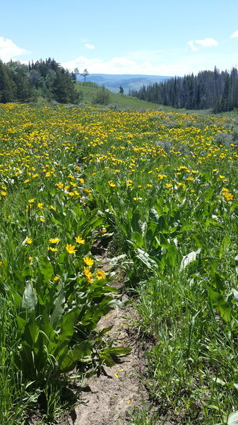 Wildfowers encroaching on the trail bro.