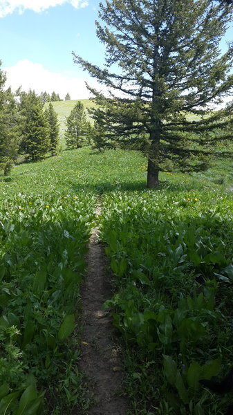 One of the good sections on the Monument Ridge Trail