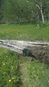 Log crossing before Hummer.