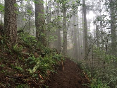 Just minutes after cutting new line, this trail is now groomed and ready