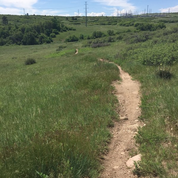 A good idea of what most of the singletrack on this loop looks like.