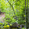 One of many fun berms on the Down Dogger trail.