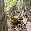 Boardwalk on The Cedars trail.