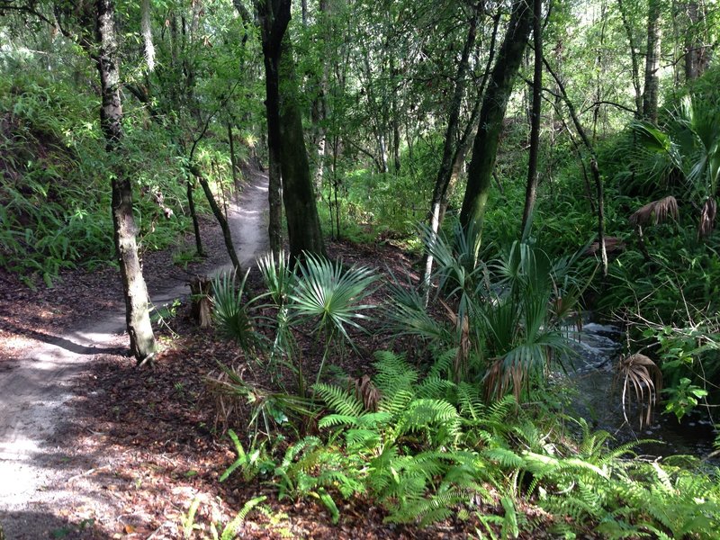 The creek on North Creek when it's flowing great!