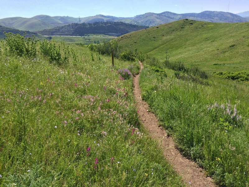 Wildflowers on Box O' Rox