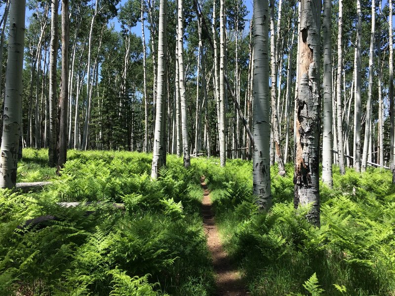 Aspen forest