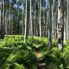 Aspen forest