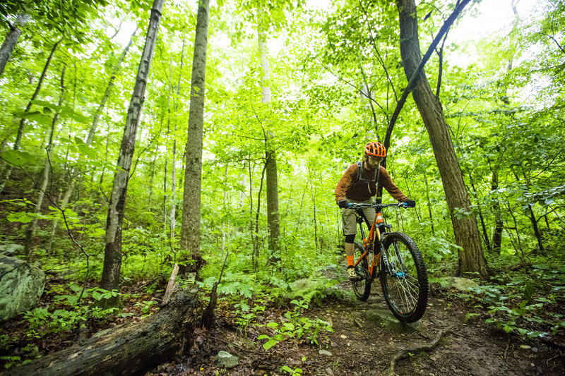 Pimmit Run trail is a nice reprieve from the urban hustle of NOVA.