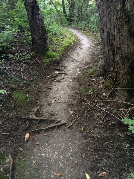 Fun flowing singletrack!