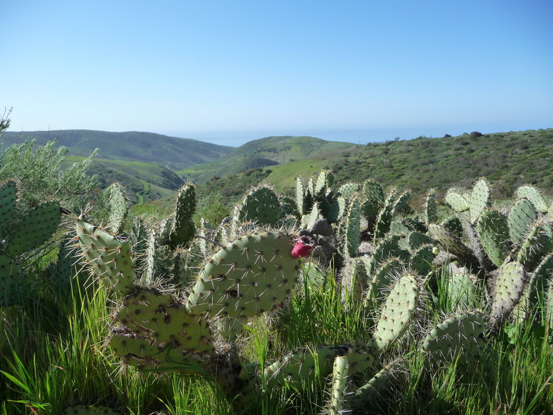 Cactus with a view.