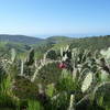 Cactus with a view.