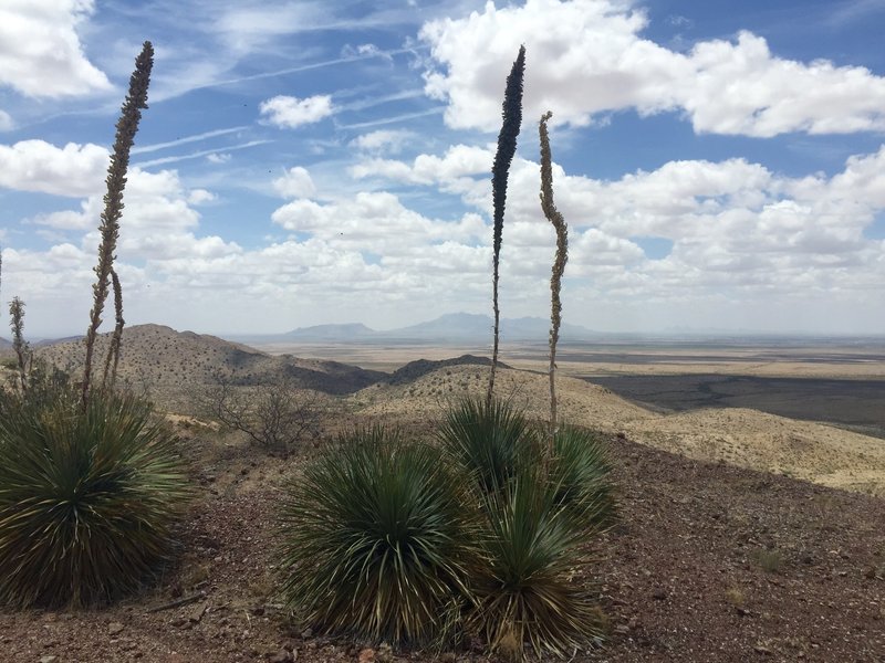 Beautiful Vista of the Florida mountains to the South of the trail.