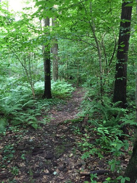 Some well groomed singletrack.