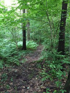 Some well groomed singletrack.