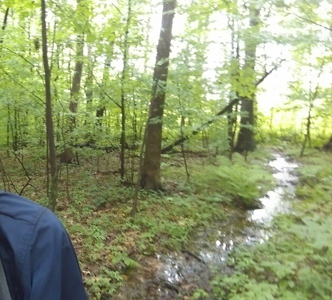 Fun in the mud! Mostly just wet, but areas with 3-6 inch puddles. Nothing you can't ride through. Roots are slippery. It's a blast getting muddy, though.