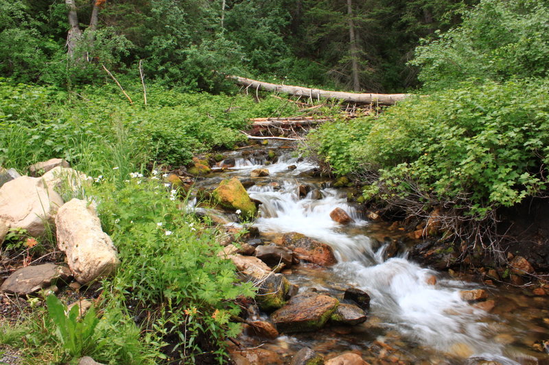 The Uinta National Forest is beautiful!