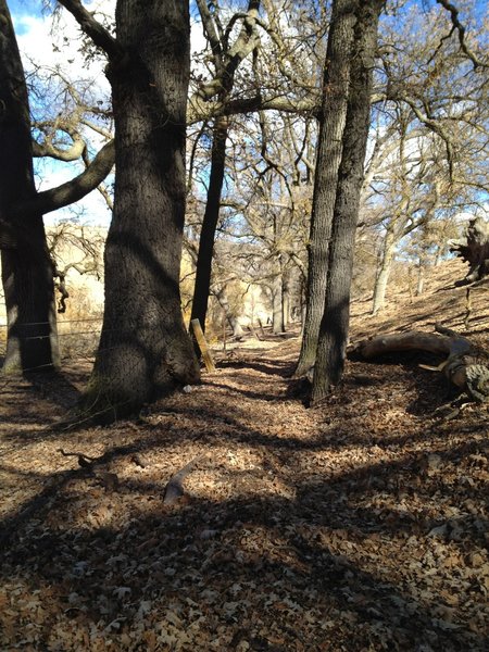 Leaves covering the Hans Rey segment of trail in the Greenbelt