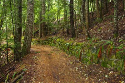 Just below the old Highway 26 tunnel along Pioneer Bridle, sections of old highway wall.