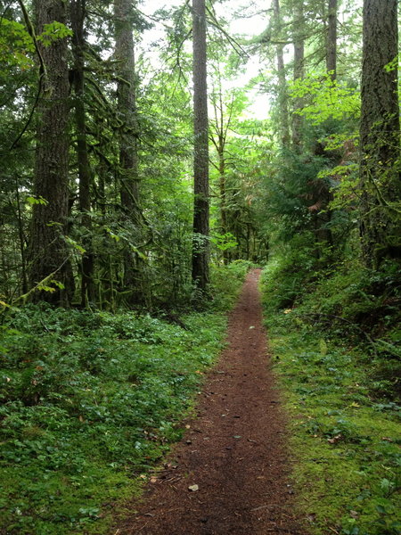 The lower section of Pioneer Bridle Trail.