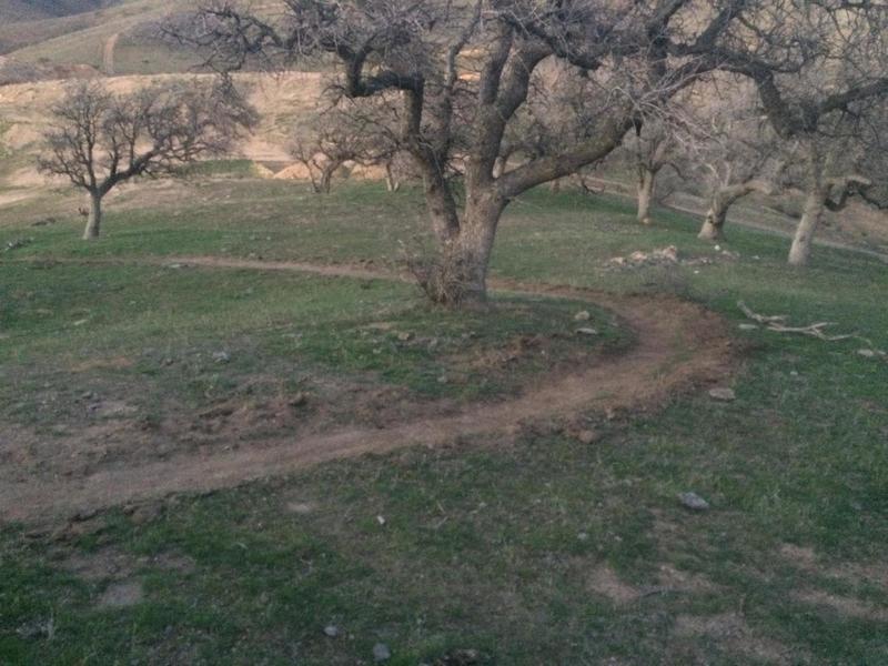 Sweeping turn through some oaks