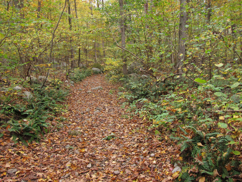 Allamuchy Mountain State Park forest