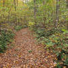 Allamuchy Mountain State Park forest