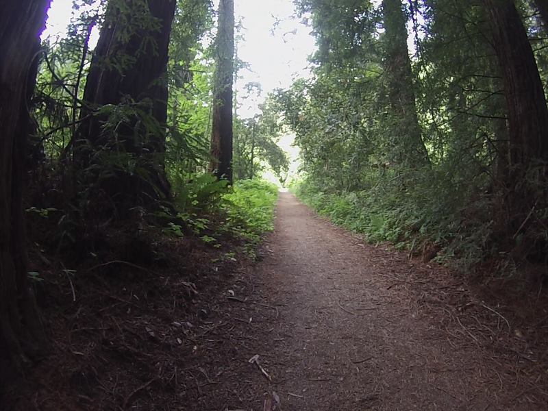 One of the sections where the trail narrows to singletrack